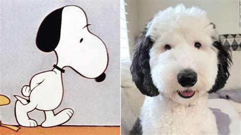 real life snoopy dog breed|Meet Snoopy The Dog’s Real Life Look